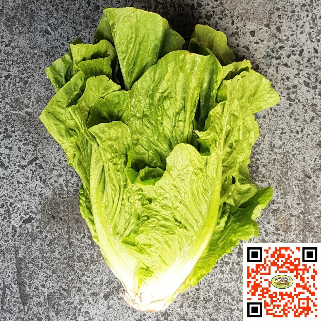 Cos Lettuce XL ea. *BEST QUALITY* Grandma Rosies